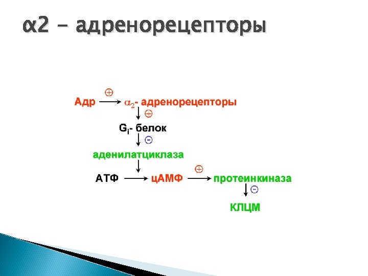 α 2 - адренорецепторы 