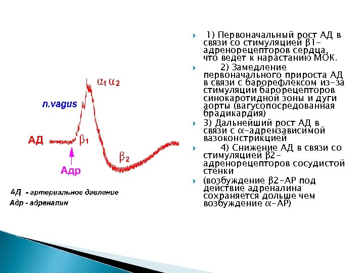  1) Первоначальный рост АД в связи со стимуляцией β 1 адренорецепторов сердца, что