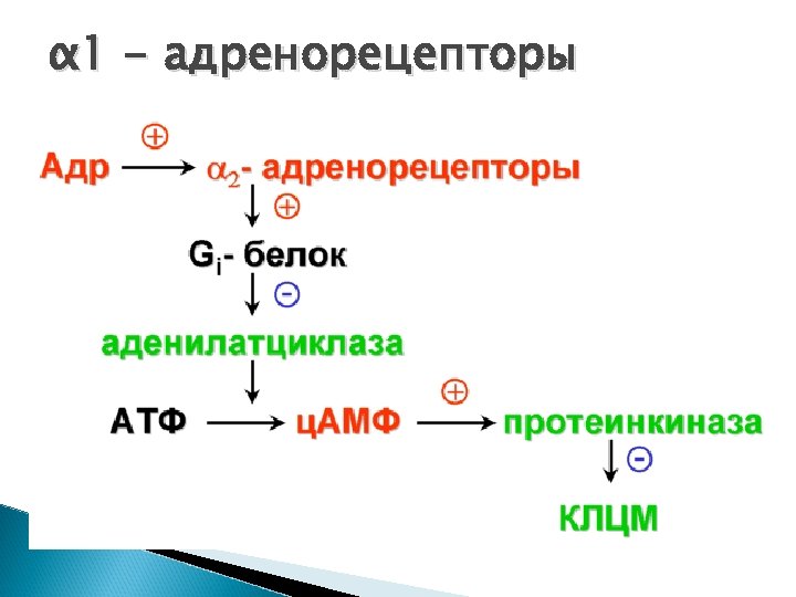 α 1 - адренорецепторы 