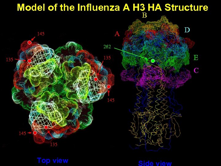 Model of the Influenza A H 3 HA Structure B A 145 D 262