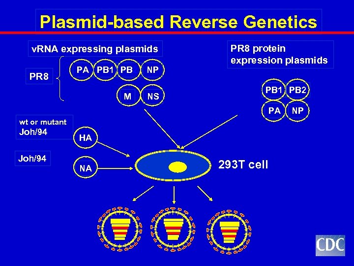 Plasmid-based Reverse Genetics v. RNA expressing plasmids PR 8 PA PB 1 PB 2