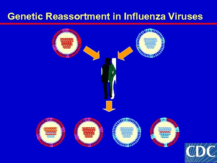 Genetic Reassortment in Influenza Viruses 