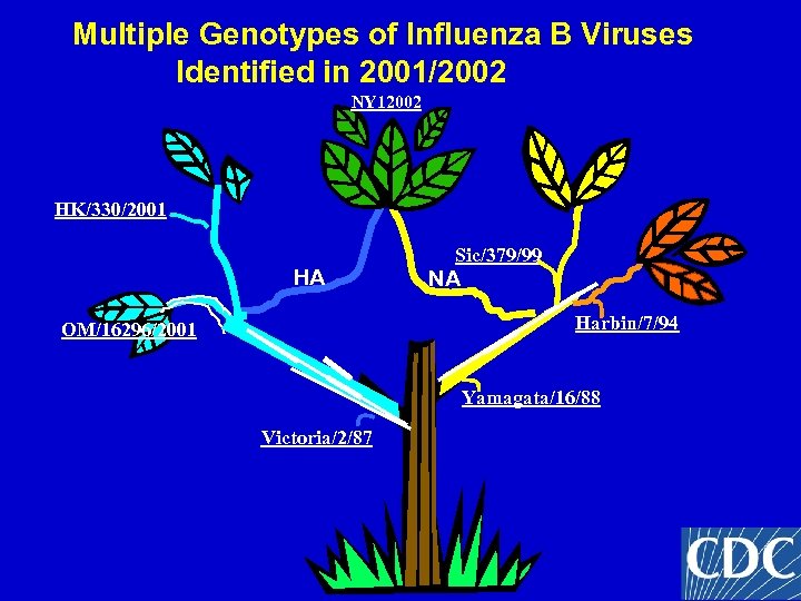 Multiple Genotypes of Influenza B Viruses Identified in 2001/2002 NY 12002 HK/330/2001 HA Sic/379/99