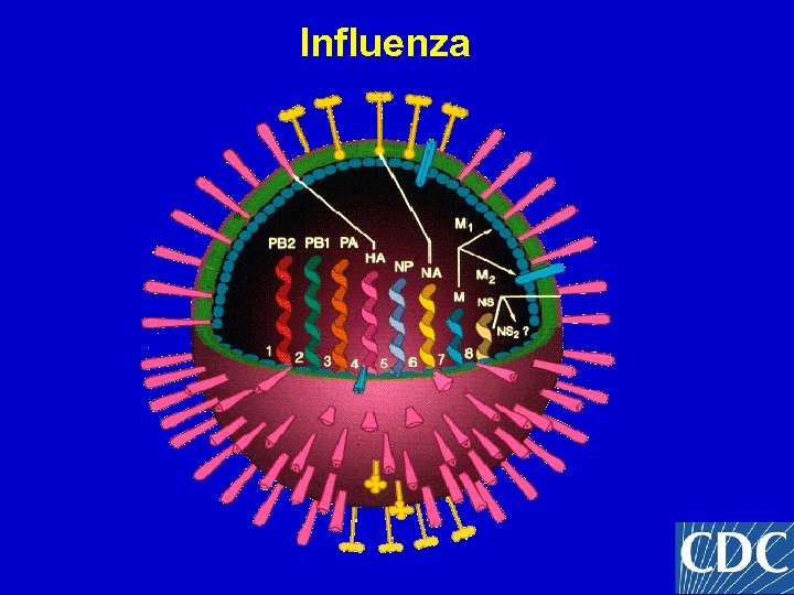 Influenza 