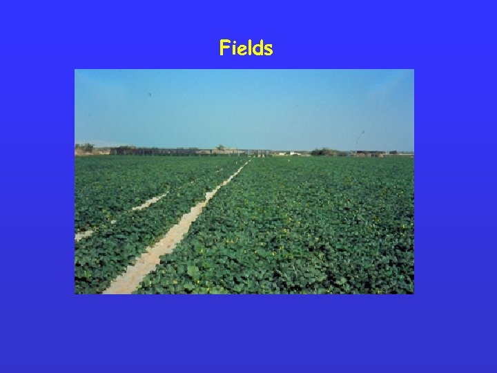 Fields 