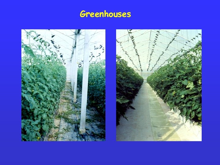 Greenhouses 