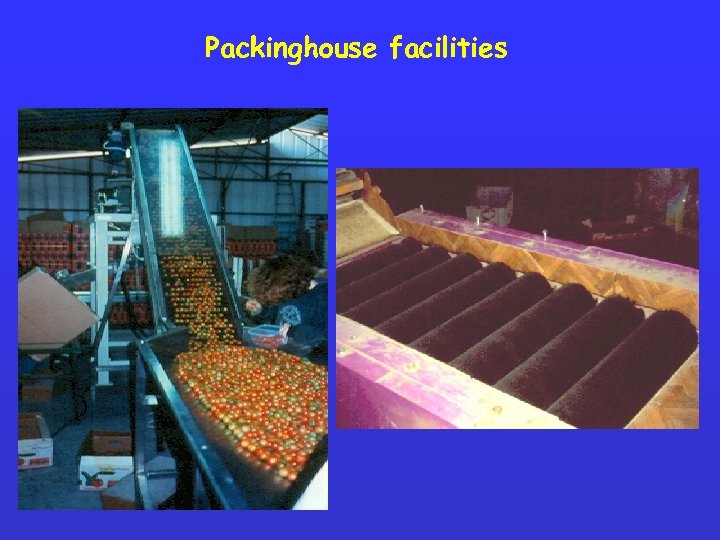 Packinghouse facilities 