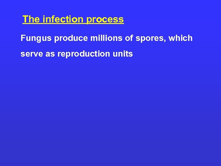 The infection process Fungus produce millions of spores, which serve as reproduction units 