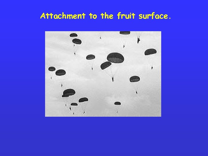 Attachment to the fruit surface. 
