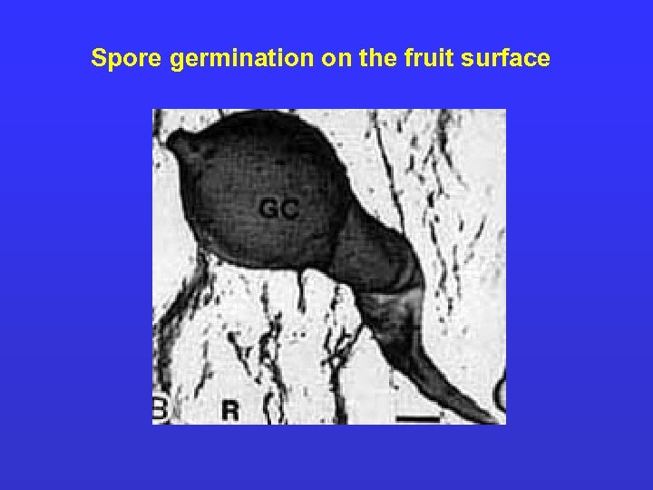 Spore germination on the fruit surface 