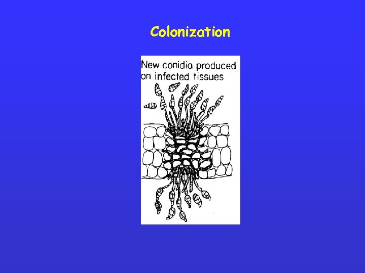 Colonization 