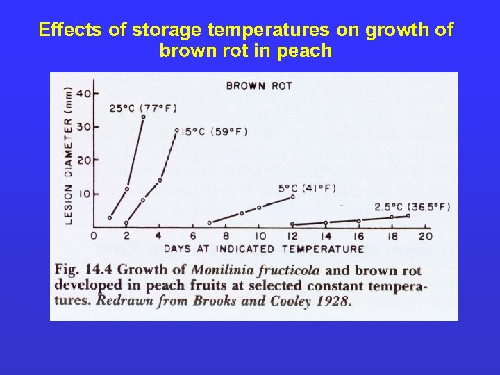 Effects of storage temperatures on growth of brown rot in peach 