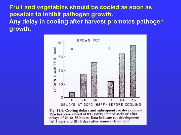 Fruit and vegetables should be cooled as soon as possible to inhibit pathogen growth.