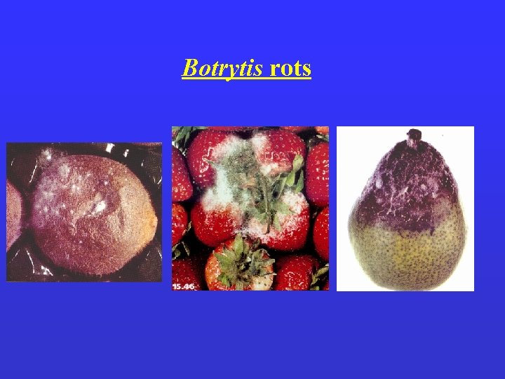 Botrytis rots 