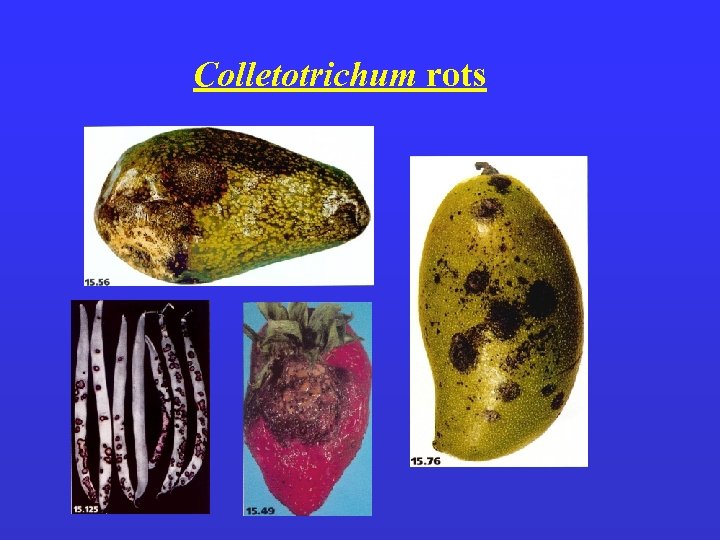 Colletotrichum rots 