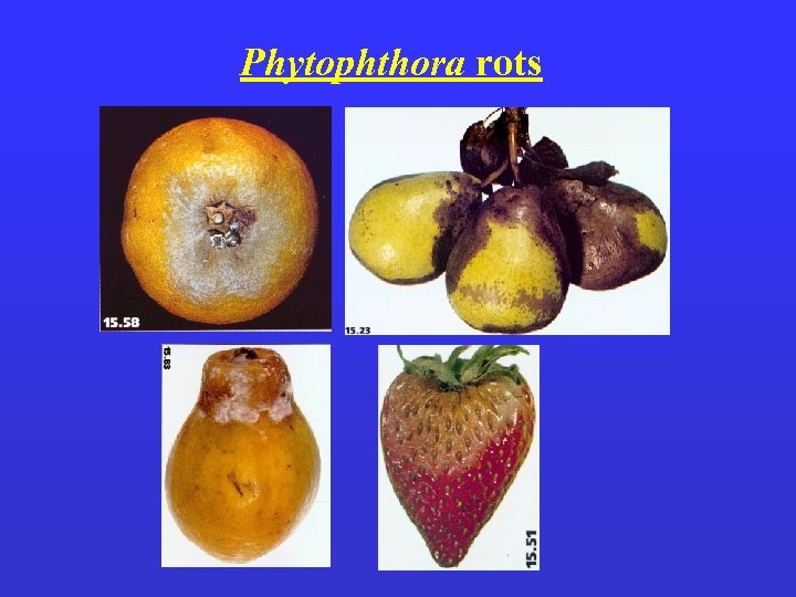 Phytophthora rots 