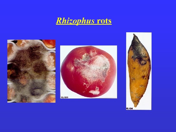 Rhizophus rots 
