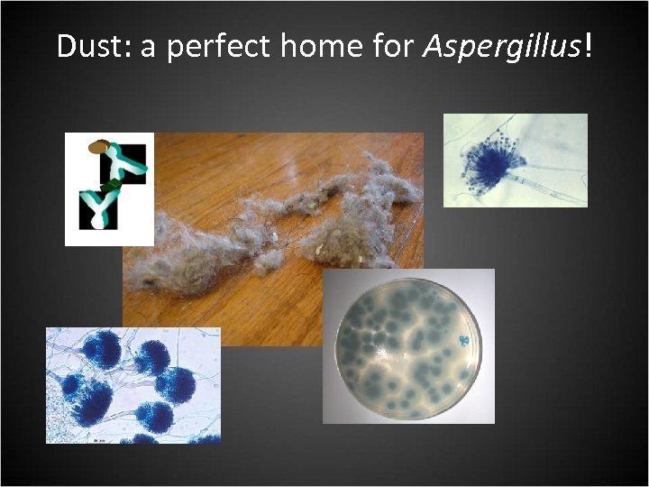 Dust: a perfect home for Aspergillus! GM 