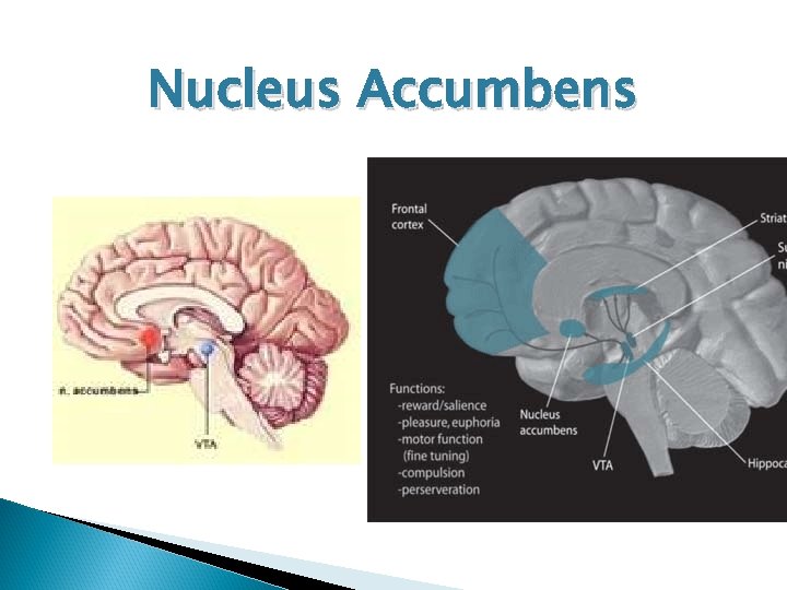 Nucleus Accumbens 