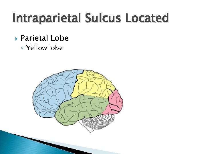 Intraparietal Sulcus Located Parietal Lobe ◦ Yellow lobe 