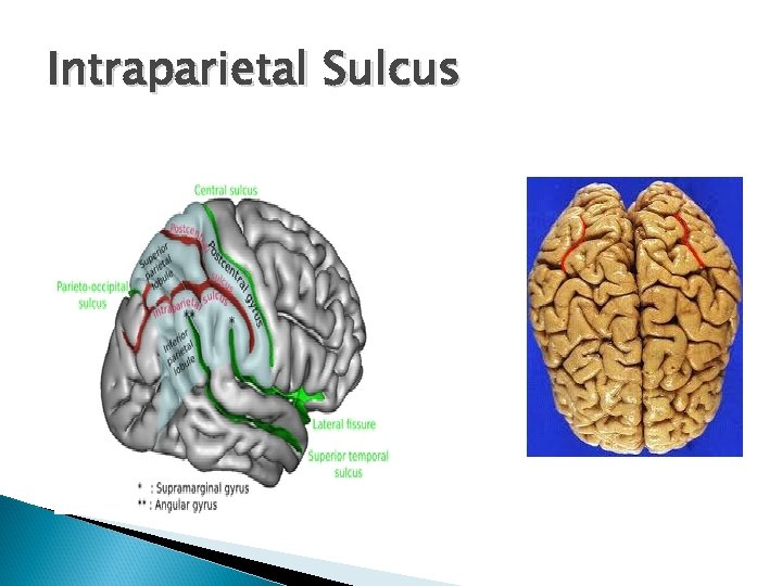 Intraparietal Sulcus 