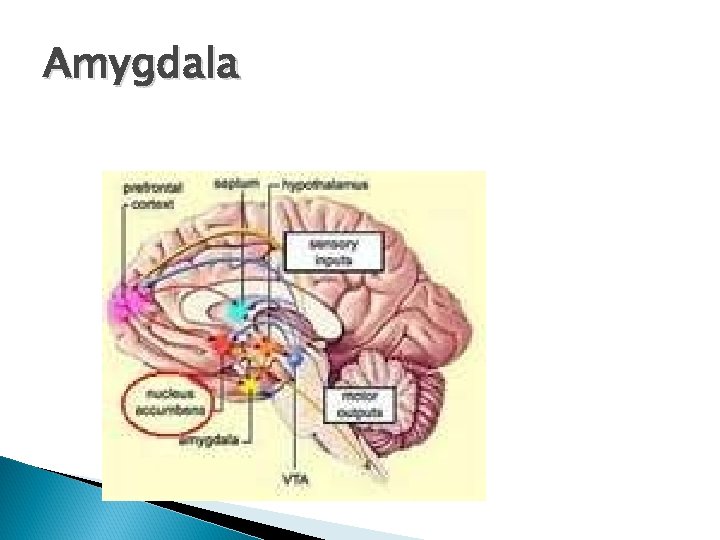 Amygdala 