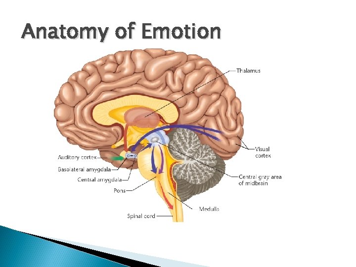 Anatomy of Emotion 