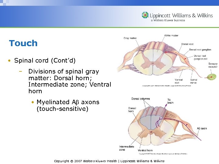 Touch • Spinal cord (Cont’d) – Divisions of spinal gray matter: Dorsal horn; Intermediate