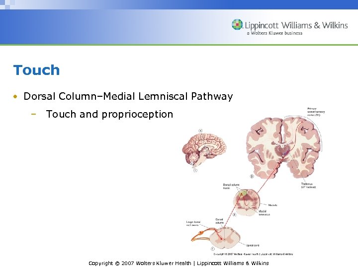 Touch • Dorsal Column–Medial Lemniscal Pathway – Touch and proprioception Copyright © 2007 Wolters