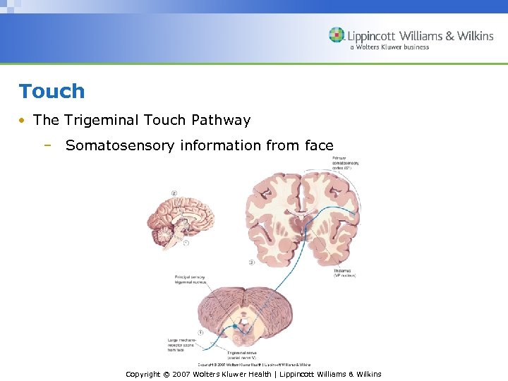 Touch • The Trigeminal Touch Pathway – Somatosensory information from face Copyright © 2007