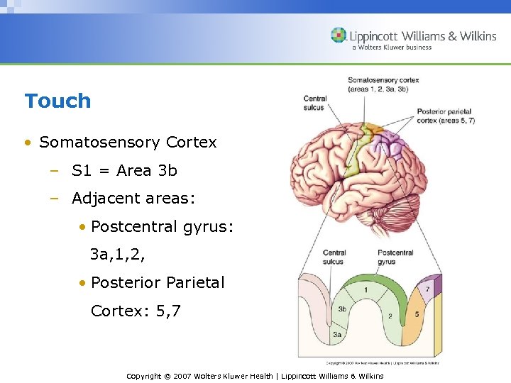 Touch • Somatosensory Cortex – S 1 = Area 3 b – Adjacent areas: