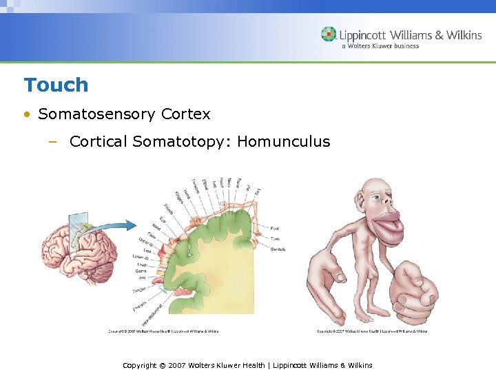 Touch • Somatosensory Cortex – Cortical Somatotopy: Homunculus Copyright © 2007 Wolters Kluwer Health