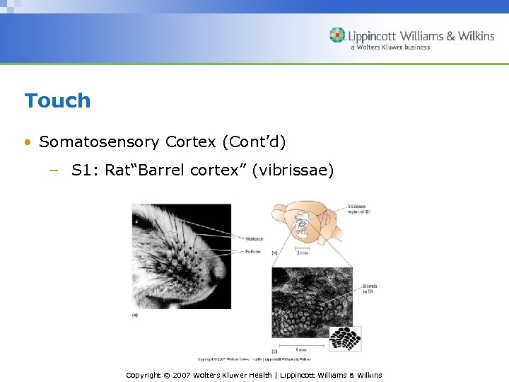 Touch • Somatosensory Cortex (Cont’d) – S 1: Rat“Barrel cortex” (vibrissae) Copyright © 2007