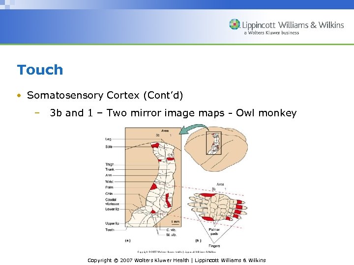 Touch • Somatosensory Cortex (Cont’d) – 3 b and 1 – Two mirror image