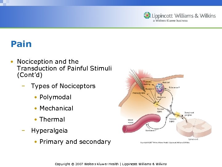 Pain • Nociception and the Transduction of Painful Stimuli (Cont’d) – Types of Nociceptors