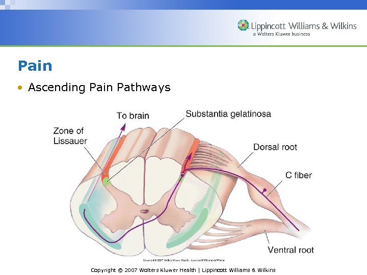 Pain • Ascending Pain Pathways Copyright © 2007 Wolters Kluwer Health | Lippincott Williams