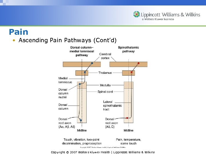 Pain • Ascending Pain Pathways (Cont’d) Copyright © 2007 Wolters Kluwer Health | Lippincott