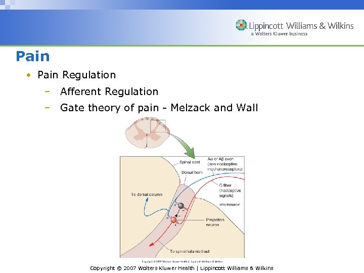 Pain • Pain Regulation – Afferent Regulation – Gate theory of pain - Melzack