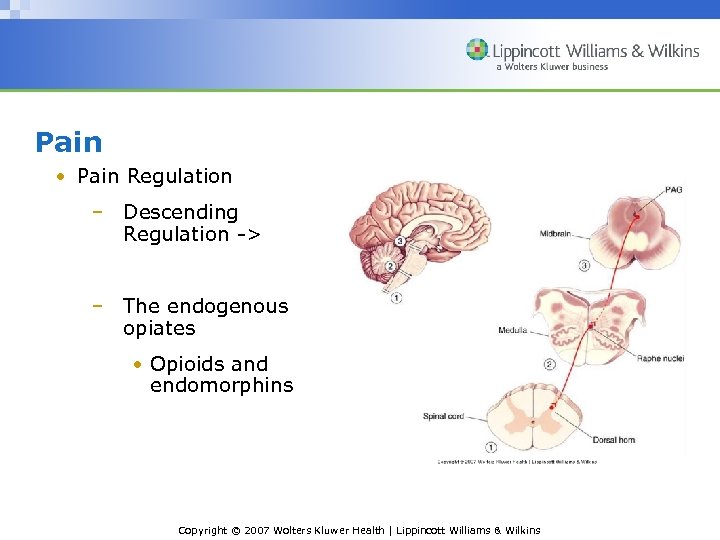 Pain • Pain Regulation – Descending Regulation -> – The endogenous opiates • Opioids