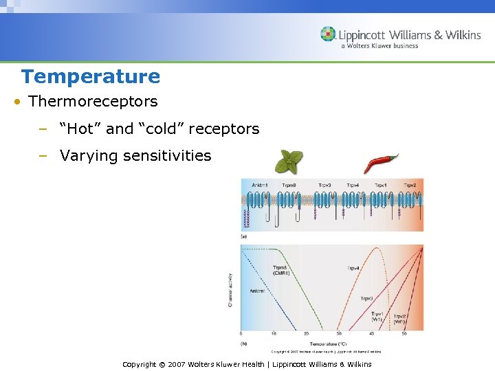 Temperature • Thermoreceptors – “Hot” and “cold” receptors – Varying sensitivities Copyright © 2007