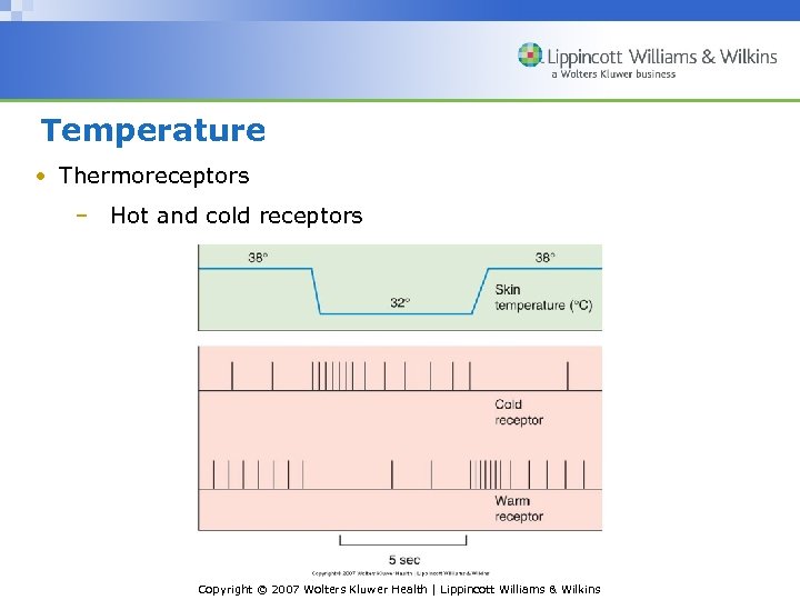 Temperature • Thermoreceptors – Hot and cold receptors Copyright © 2007 Wolters Kluwer Health