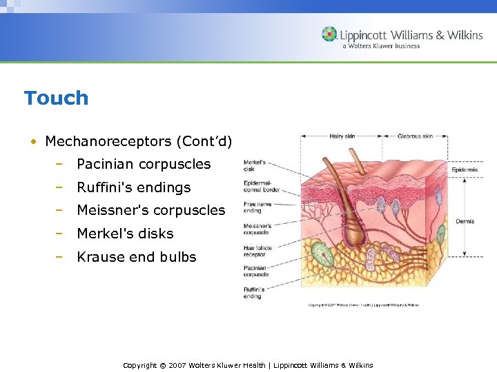 Touch • Mechanoreceptors (Cont’d) – Pacinian corpuscles – Ruffini's endings – Meissner's corpuscles –