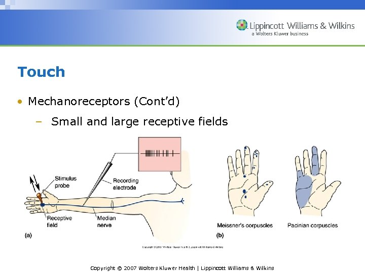 Touch • Mechanoreceptors (Cont’d) – Small and large receptive fields Copyright © 2007 Wolters