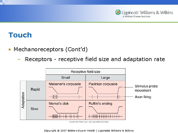 Touch • Mechanoreceptors (Cont’d) – Receptors - receptive field size and adaptation rate Copyright