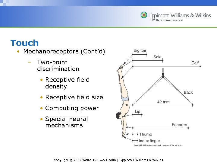 Touch • Mechanoreceptors (Cont’d) – Two-point discrimination • Receptive field density • Receptive field