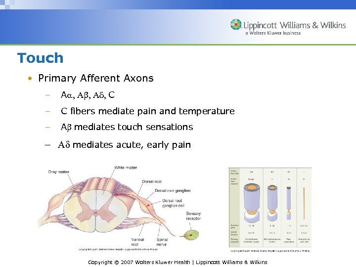 Touch • Primary Afferent Axons – Aa, Ab, Ad, C – C fibers mediate