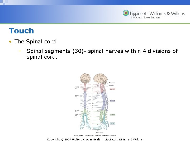 Touch • The Spinal cord – Spinal segments (30)- spinal nerves within 4 divisions