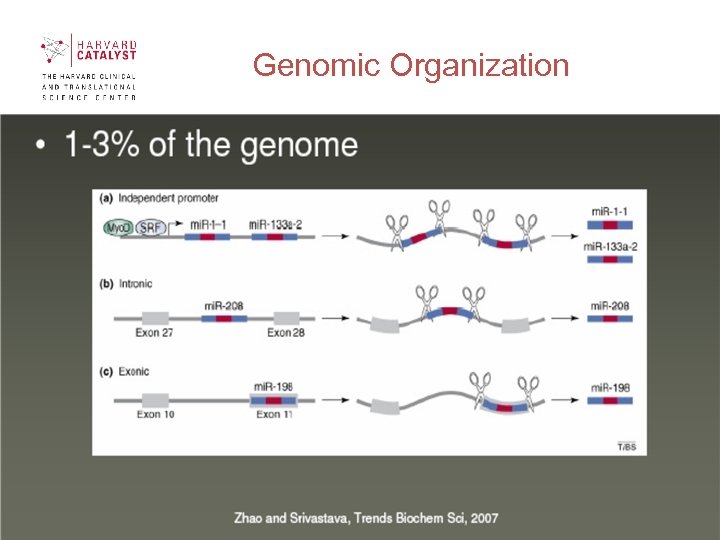 Genomic Organization 