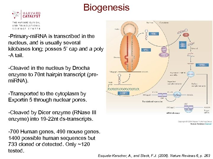 Biogenesis -Primary-mi. RNA is transcribed in the nucleus, and is usually several kilobases long;