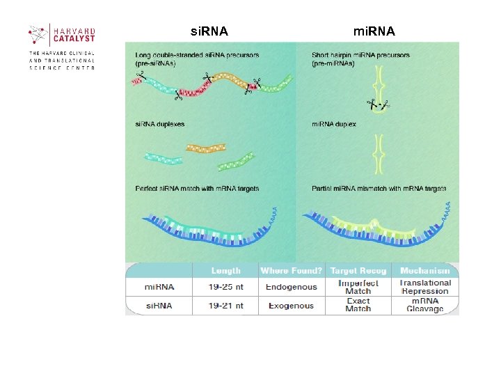 si. RNA mi. RNA 